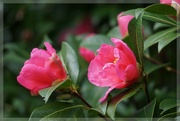 29th Nov 2021 - camellias