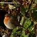 Robin by wakelys