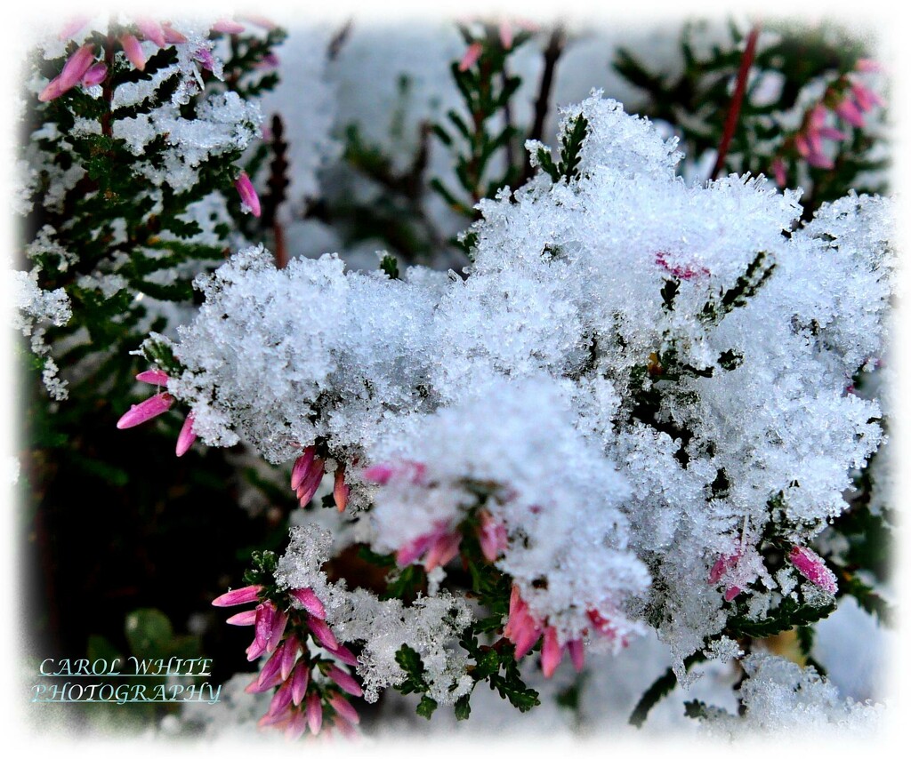 Snowy Heather by carolmw