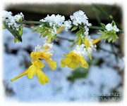 29th Nov 2021 - Frosted Winter Jasmine