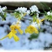 Frosted Winter Jasmine by carolmw