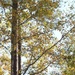 Sweetgum trees in November... by marlboromaam