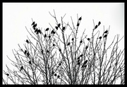 28th Nov 2021 - Flocking Birds and Falling Snow