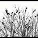 Flocking Birds and Falling Snow by gardencat