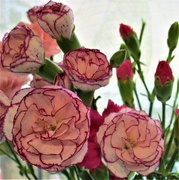 29th Nov 2021 - Carnations.