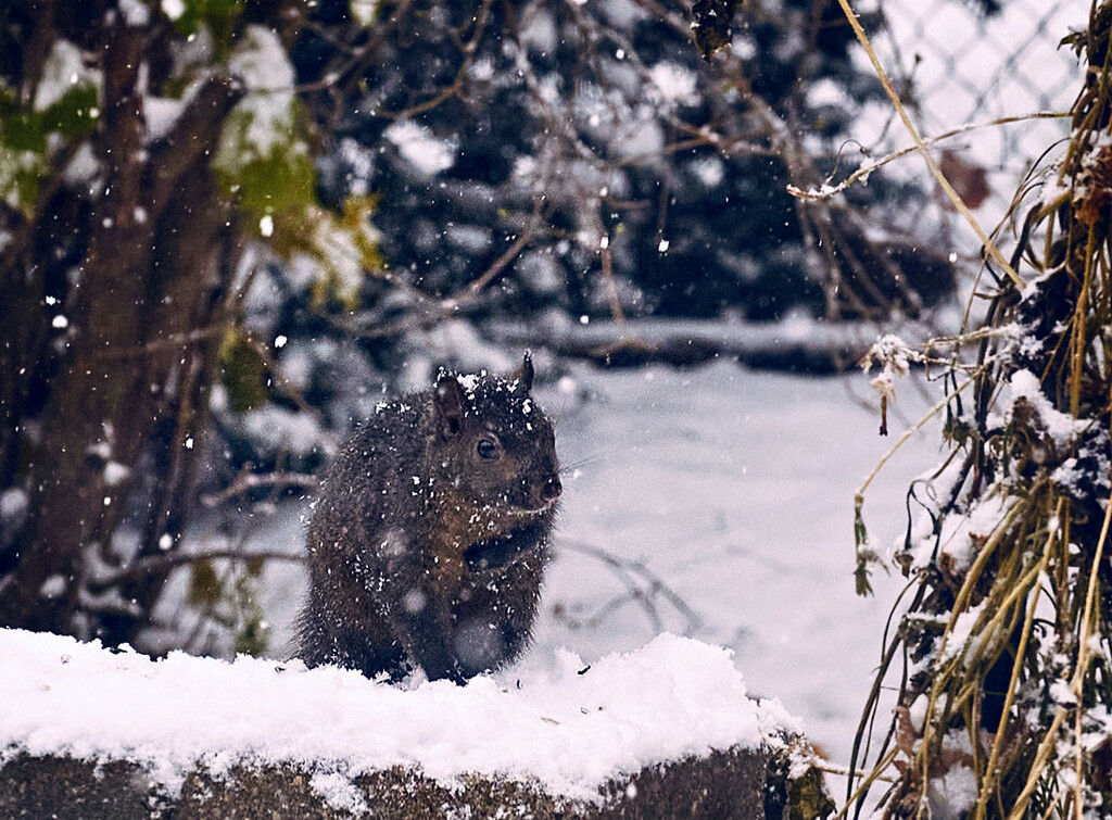 Snowy Nosed Squirrel by gardencat