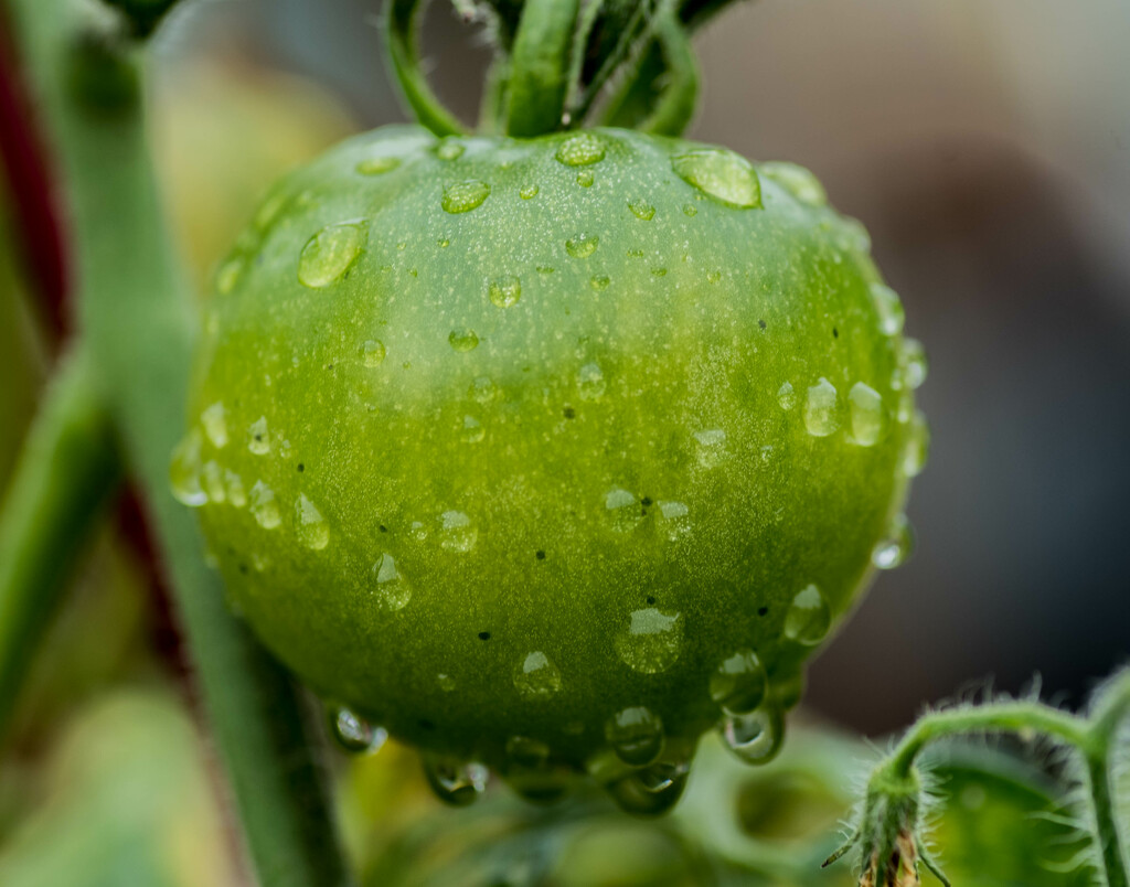 Green Tomato by dkellogg