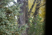 29th Nov 2021 - A huge sheltering old maple tree