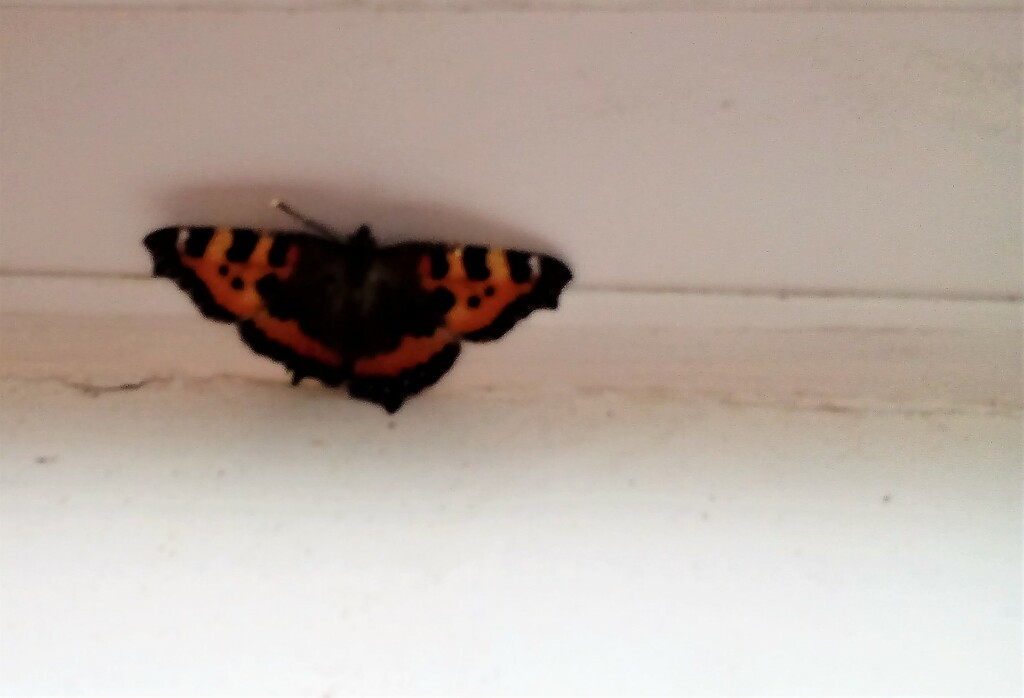 Butterfly  by beryl