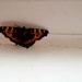 Butterfly  by beryl