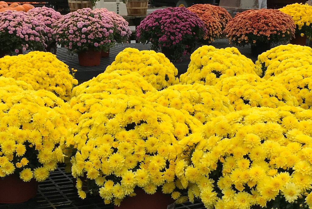 Beautiful mums by mittens