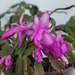 Christmas cactus by busylady