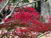 29th Nov 2021 - Japanese maple on full Autumn red