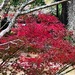 Japanese maple on full Autumn red by congaree