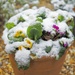 29 Nov Buried primroses by delboy207