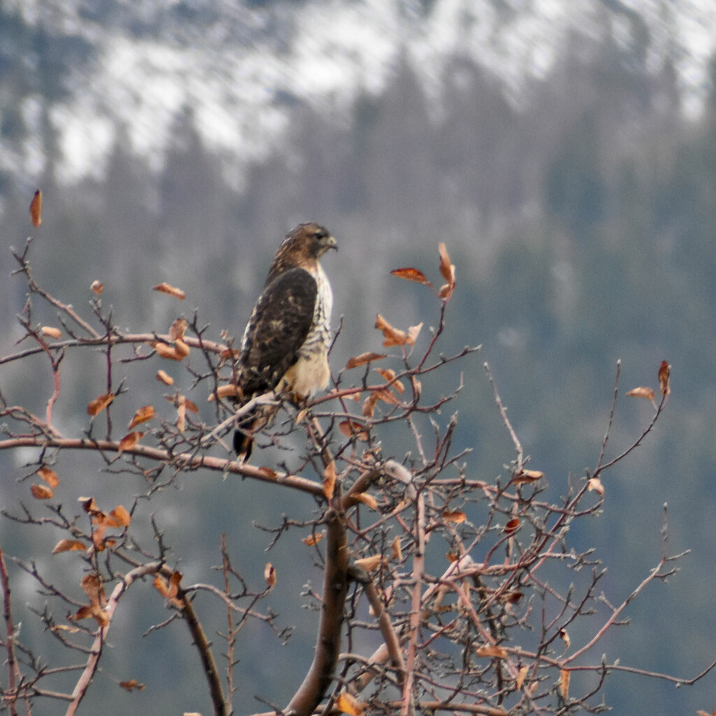 Red-tailed Hawk by bjywamer
