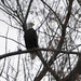 Bald Eagle by bjywamer