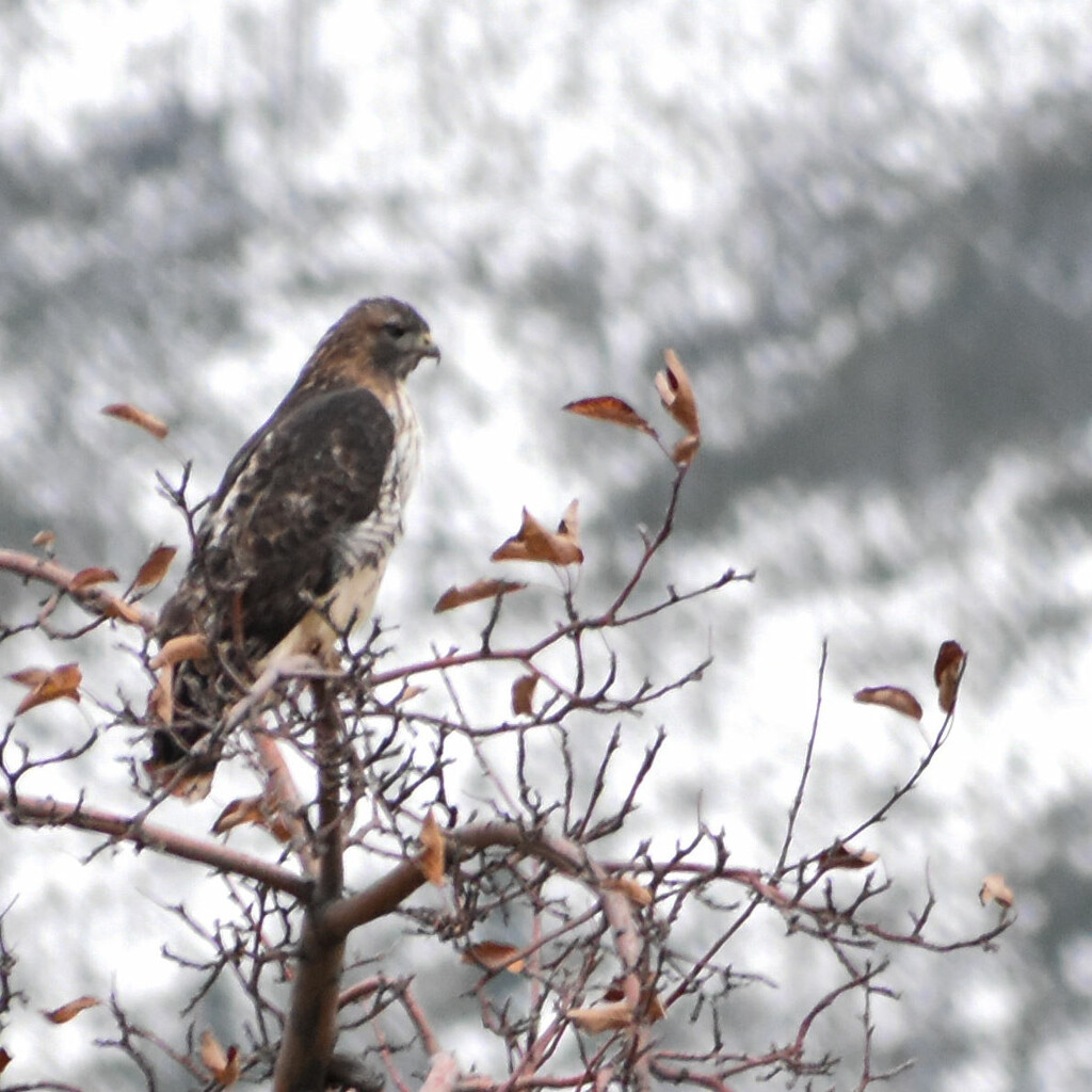Another Capture Of The Red-tailed Hawk by bjywamer