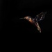 Lowkey Glass Hummingbird  by jacqbb