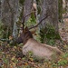 LHG_1555_ ELK  laying in the woods by rontu