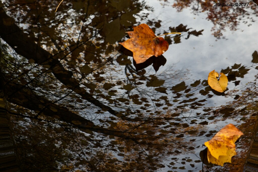 LHG_2194_ Fall relections by rontu