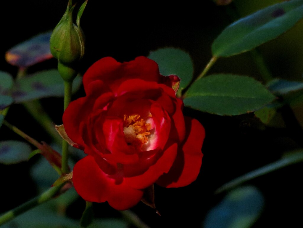 Lo, How a Rose E'er Blooming by grammyn