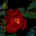 Lo, How a Rose E'er Blooming by grammyn