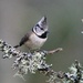 CRESTED TIT AND LICHEN by markp