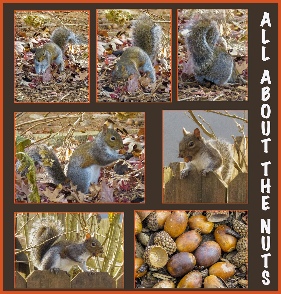All About the Nuts by kvphoto
