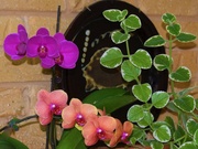 30th Nov 2021 -   Beautiful Orchids ~   