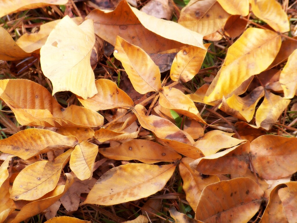 Fallen mockernut leaves... by marlboromaam
