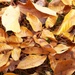 Fallen mockernut leaves... by marlboromaam