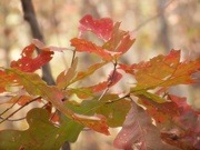 30th Nov 2021 - Oak leaves...
