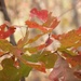 Oak leaves... by marlboromaam