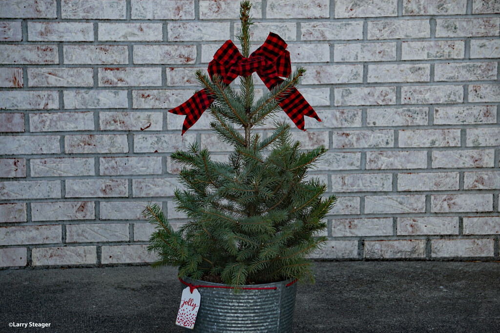 Live Christmas tree by larrysphotos