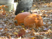 29th Nov 2021 - Pumpkins in Neighbor's Yard