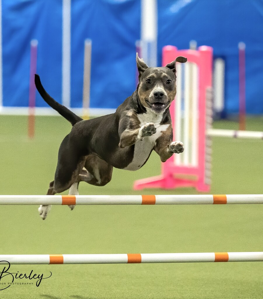 Agility Trial by dridsdale