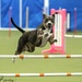 Agility Trial by dridsdale