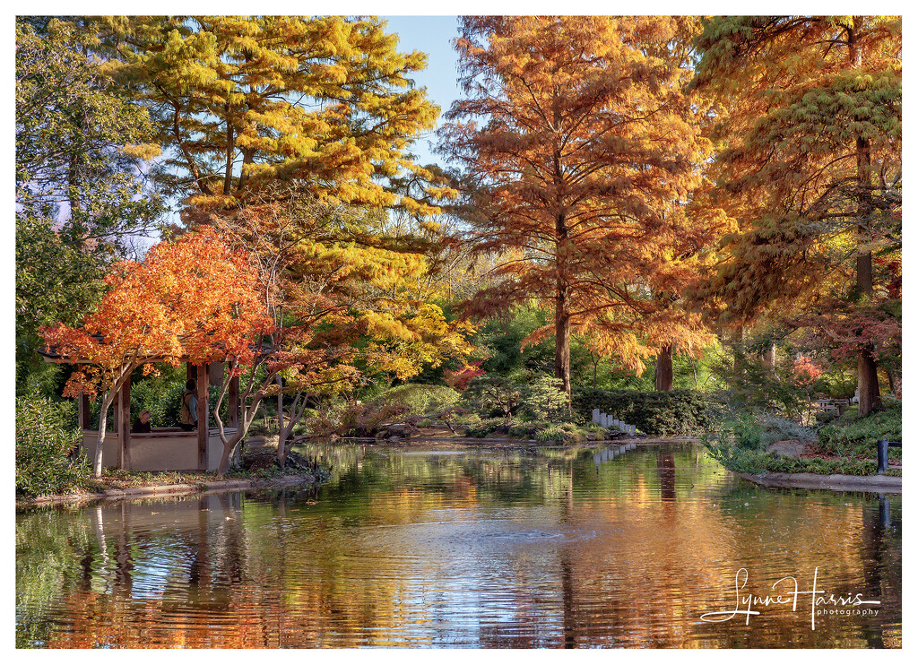 Fall in the Japanese Gardens by lynne5477
