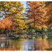 Fall in the Japanese Gardens