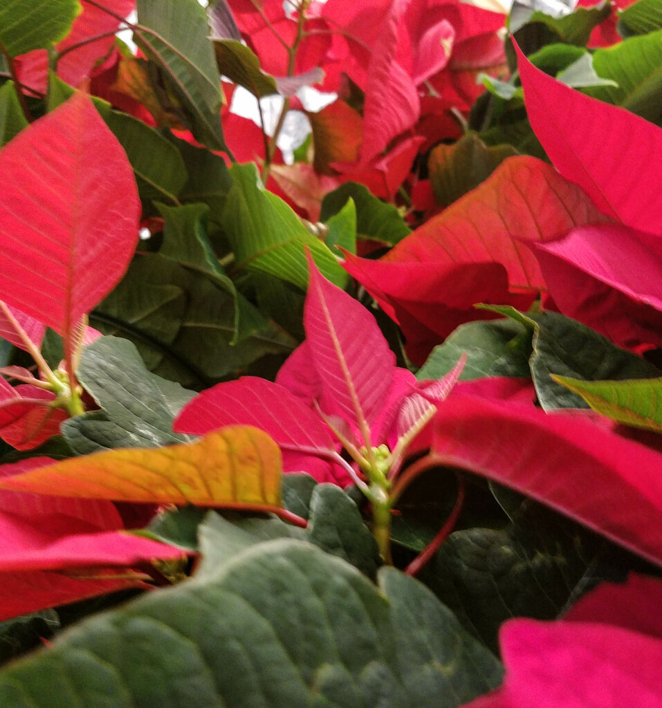 A profusion of poinsettias by randystreat