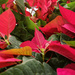 A profusion of poinsettias by randystreat