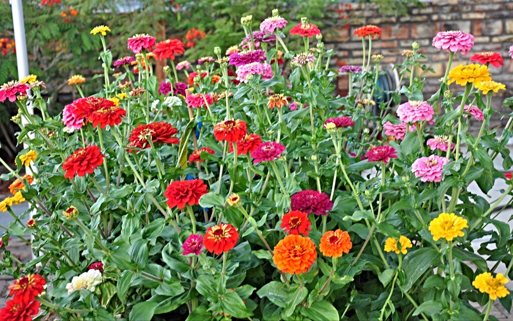 A Jungle of Zinnias by stownsend