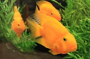 19th Jan 2011 - Orange fish.
