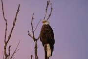 29th Nov 2021 - Bald Eagle at Dusk