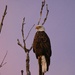 Bald Eagle at Dusk by kareenking