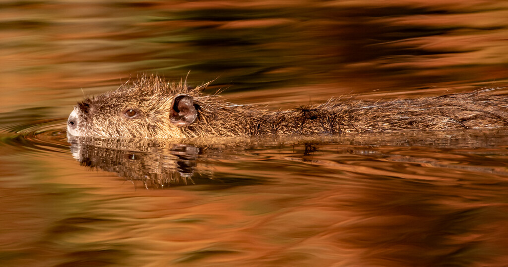 Nutria Out for a Swim! by rickster549