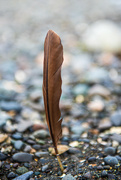29th Nov 2021 - Just a Feather