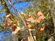 27th Nov 2021 - Fall leaves