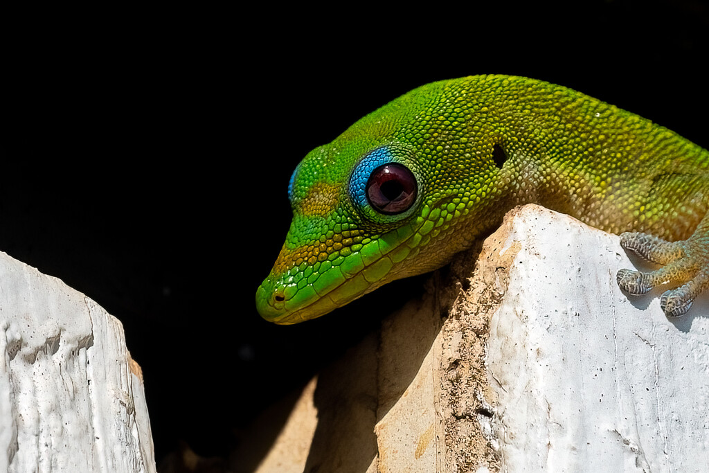 Gold Dust Day Gecko peeking by nicoleweg